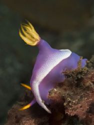 'Purple and yellow' from Lembeh. Taken with Olympus E-20 ... by Istvan Juhasz 